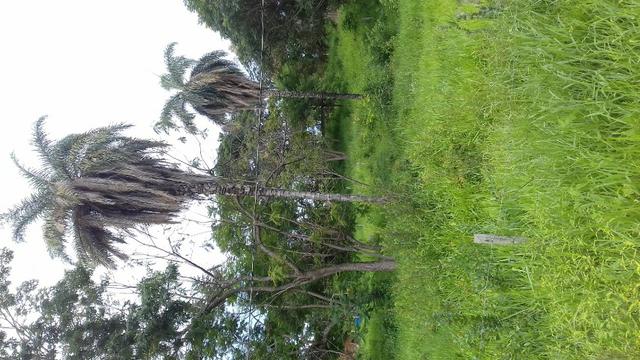 Vendo lote em Ravena - Foto 3