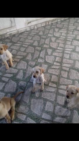Filhotes de labrador - Foto 3