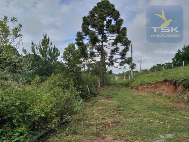Chácara em Mandirituba - 12100 m² por R$ 210.000 - Zona Rural - Mandirituba/PR - Foto 7