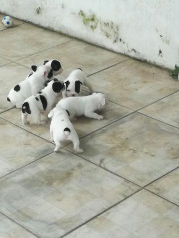 Filhotes de Bulldog Francês!! - Foto 2