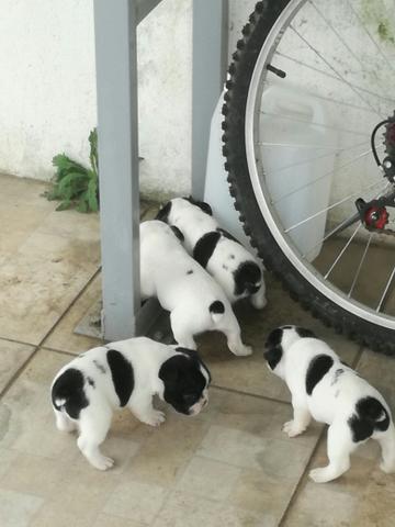 Filhotes de Bulldog Francês!! - Foto 5