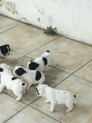 Filhotes de Bulldog Francês!! - Foto 4