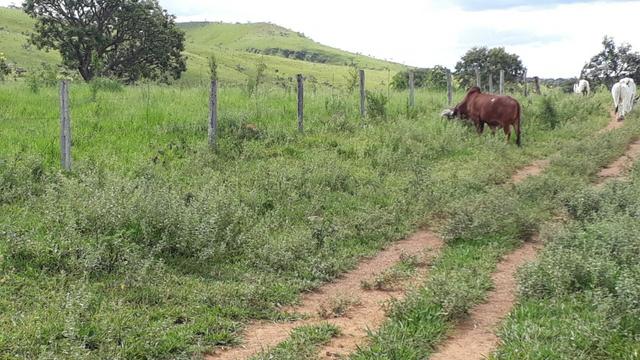 Fazenda Linda - Foto 9
