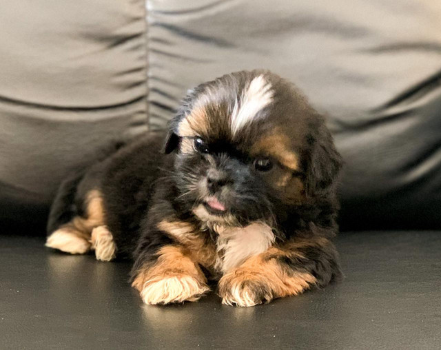 Shihtzu Macho - Branco com Caramelo, linhagem especial - Foto 2