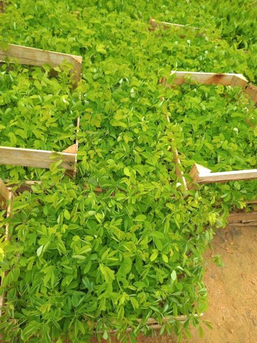 Mudas de Sansão do campo em Dona Euzébia  - Foto 2