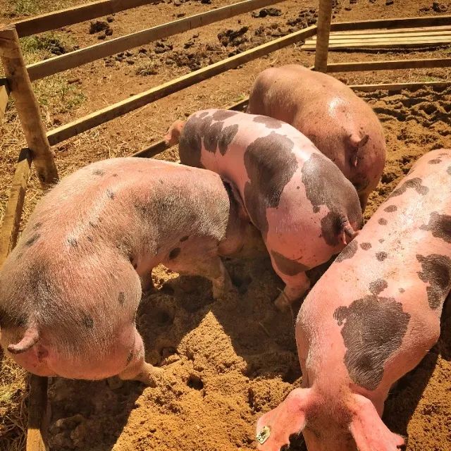 Porco Pietrain, Porco Duroc, Porco Moura em Minas Gerais - Suínos Prime - Minas Gerais - Foto 2
