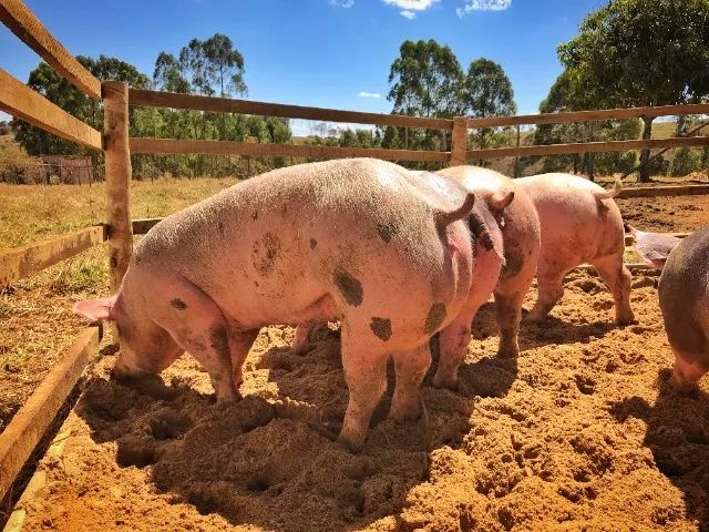 Porco Pietrain, Porco Duroc, Porco Moura em Minas Gerais - Suínos Prime - Minas Gerais - Foto 5