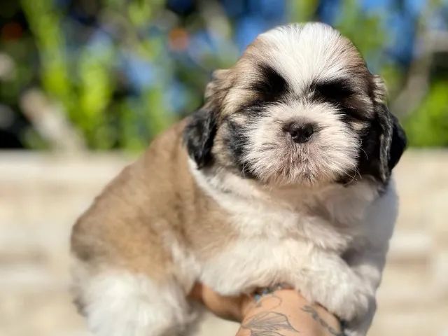 Lindos filhotes de shih tzu machos 