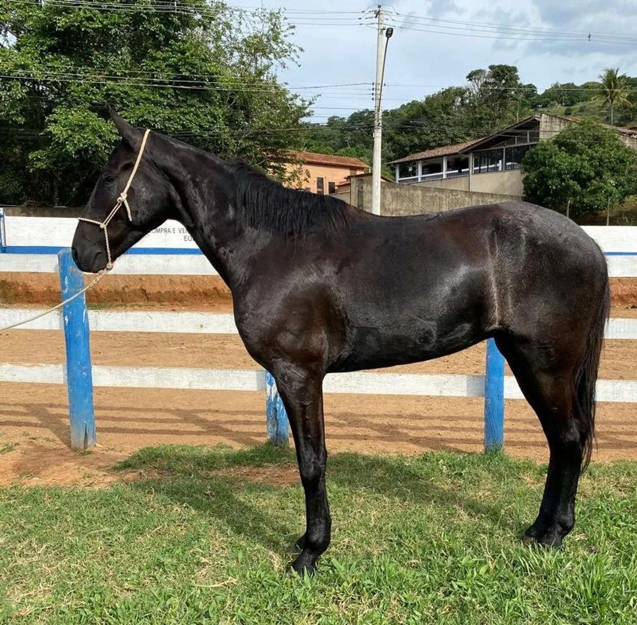 Cavalo marchador  - Foto 2