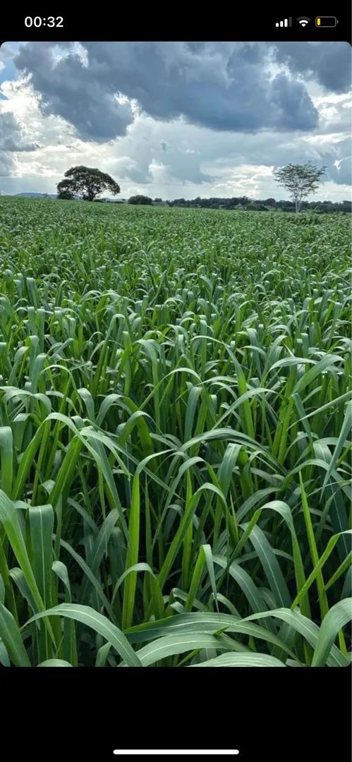 Sementes para Pastagem - garantia de germinação - sacos de 15 quilos - Foto 5