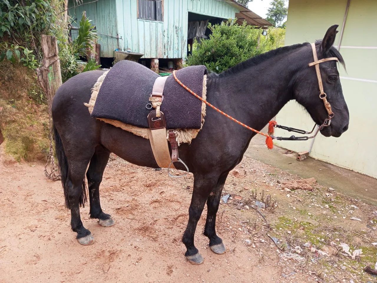 Cavalo bem manso com charrete  - Foto 3