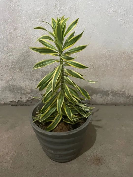 Plantas para Decorar seu Lar ! - Foto 4