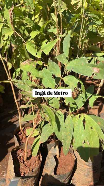 Mudas de Ingá de Metro 