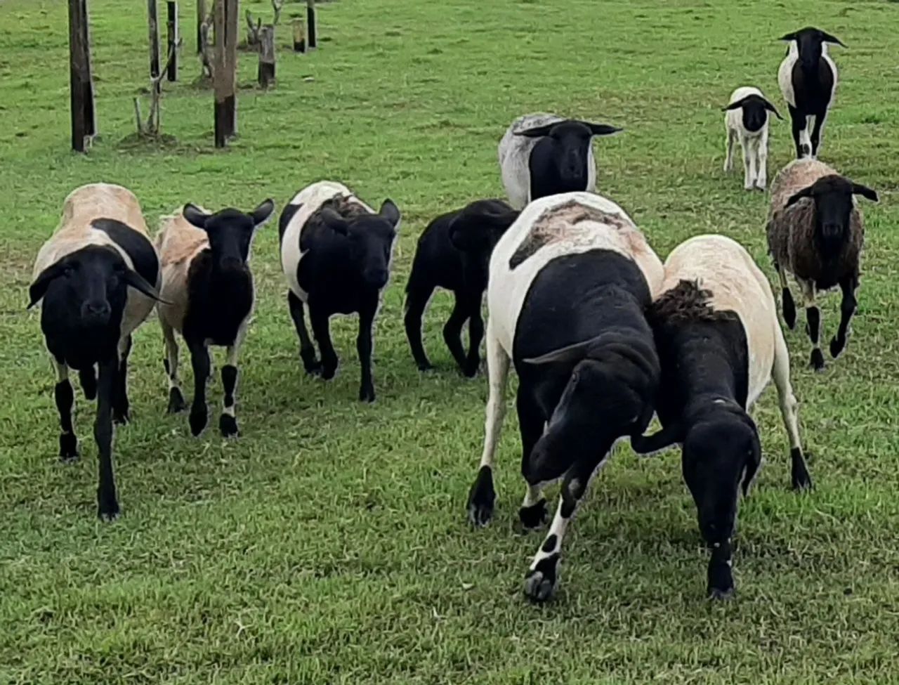 Ovelhas R$ 600,00 - Foto 2