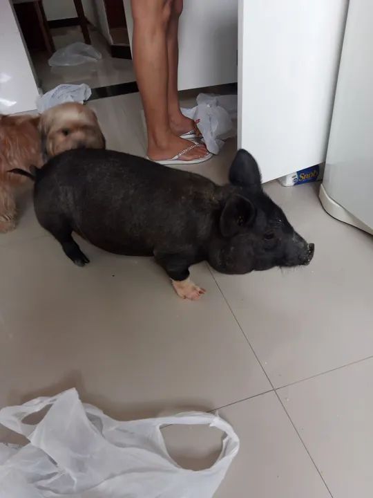 Mini pig 3.000