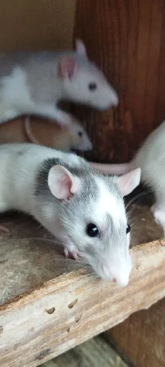 Lindas ratas twisters