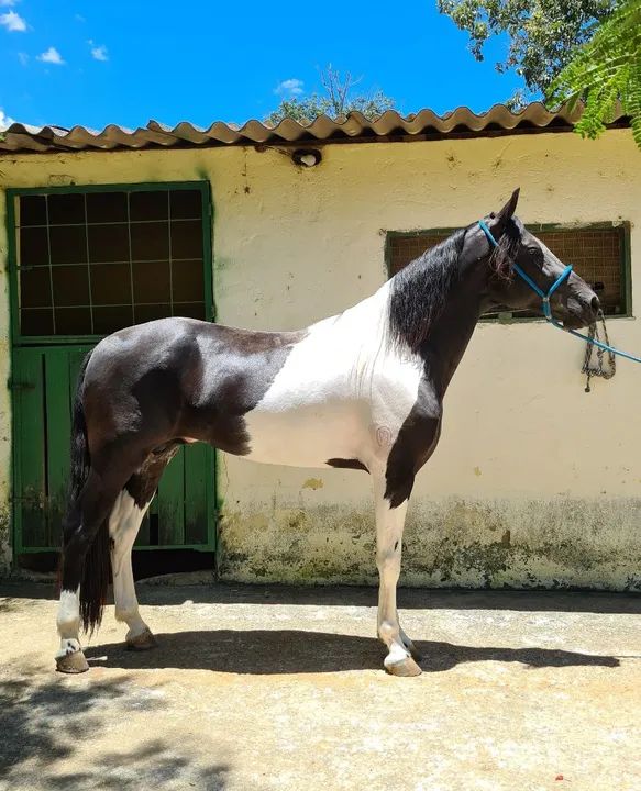 Coberturas - Preto Pampa Marcha Picada - Foto 3