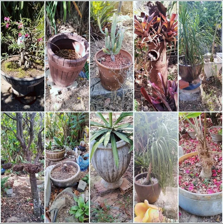 Vazos, plantas e decorações (preço a combinar)