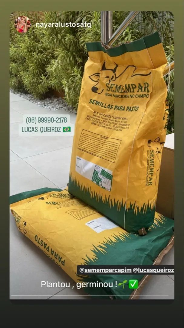 Sementes para Pastagem - garantia de germinação - sacos de 15 quilos