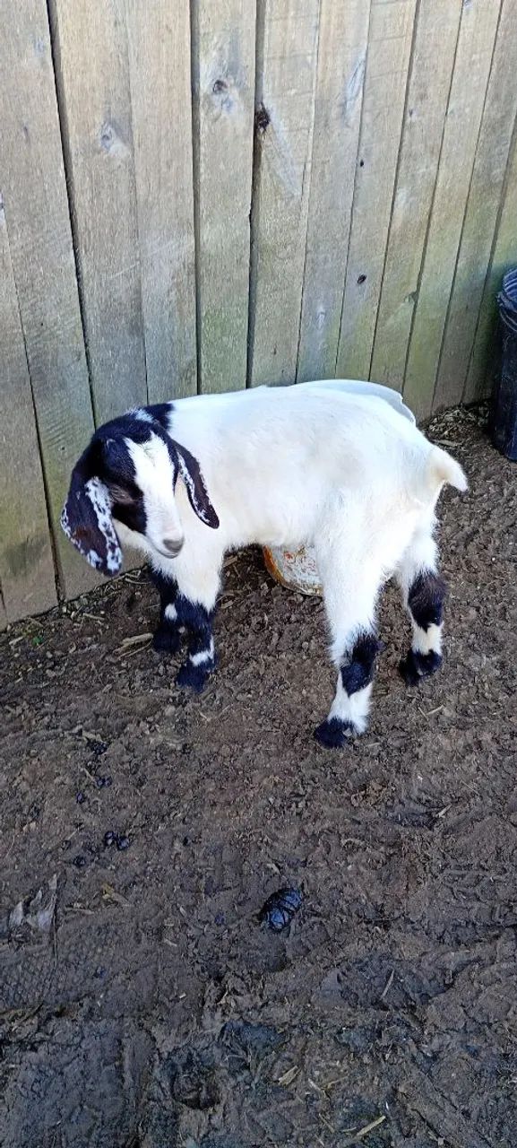 Cabrita a venda - Foto 4