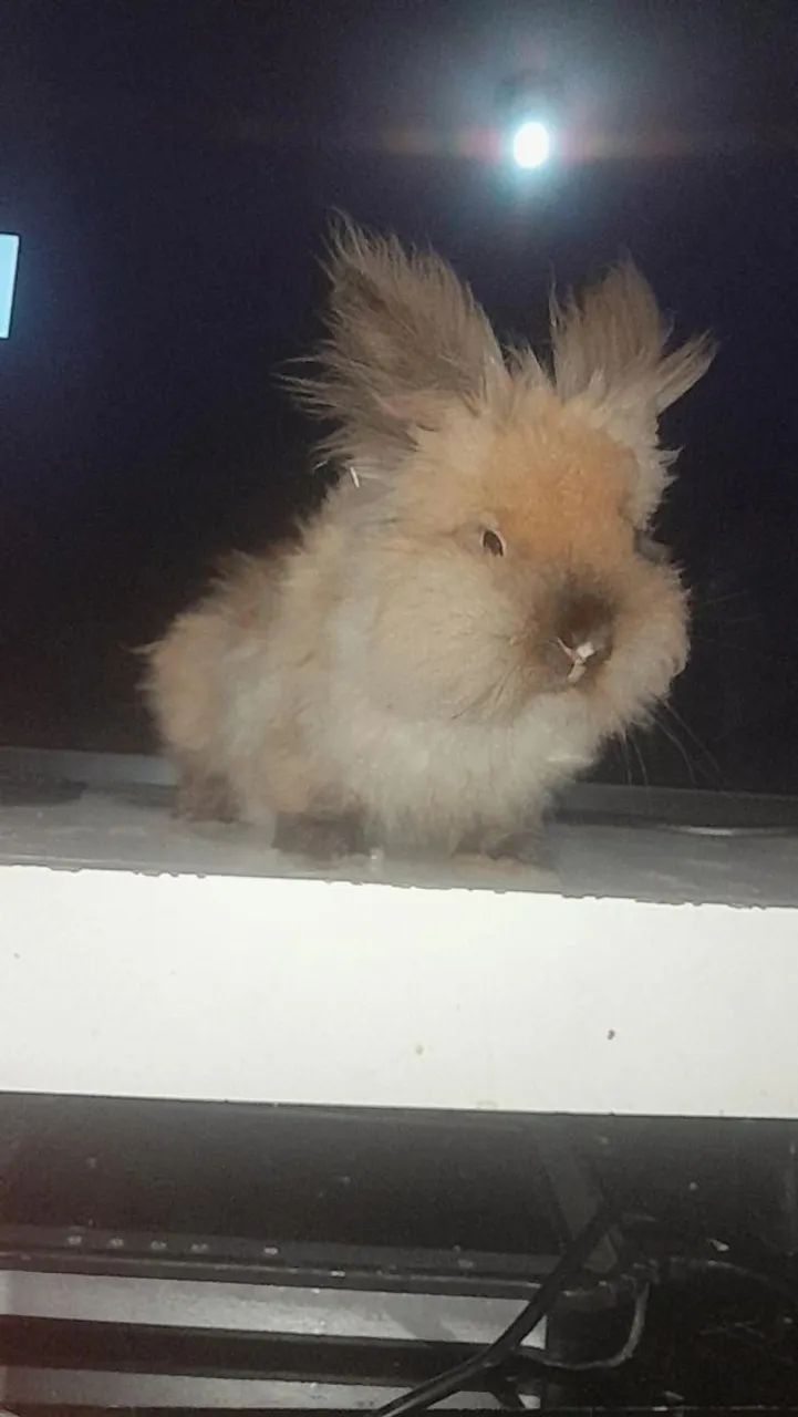 Coelhinho Angora venda urgente
