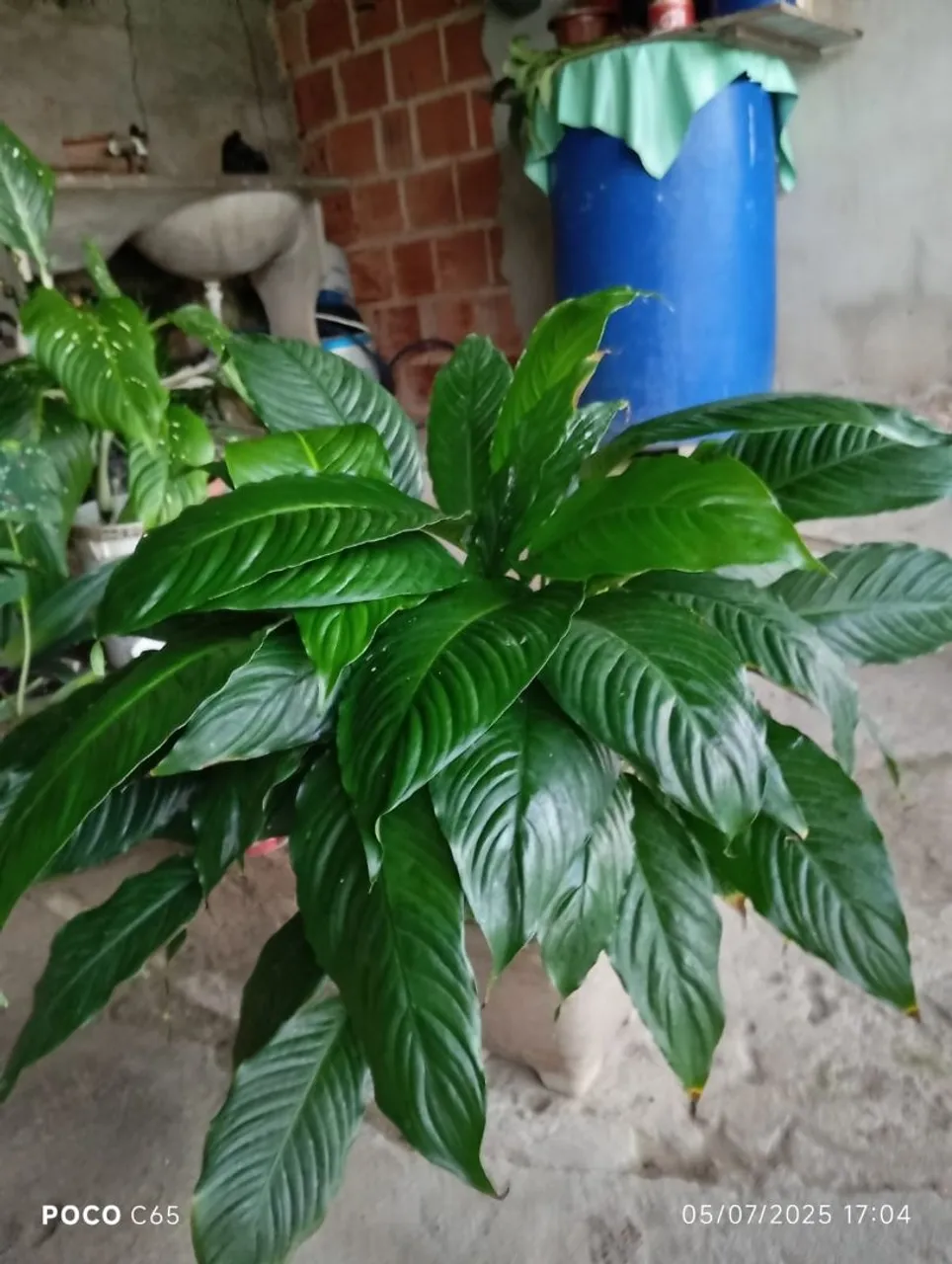 Linda Planta Lírio-da-Paz.