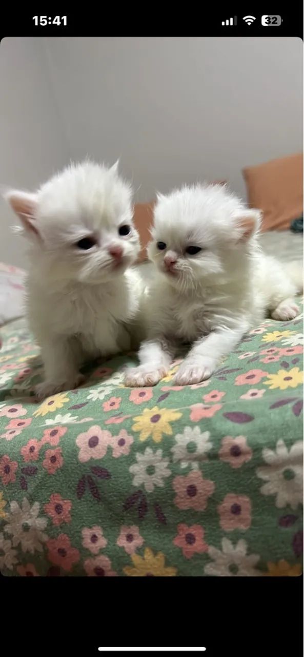 Gatinhos a venda (Persa ) - Foto 4