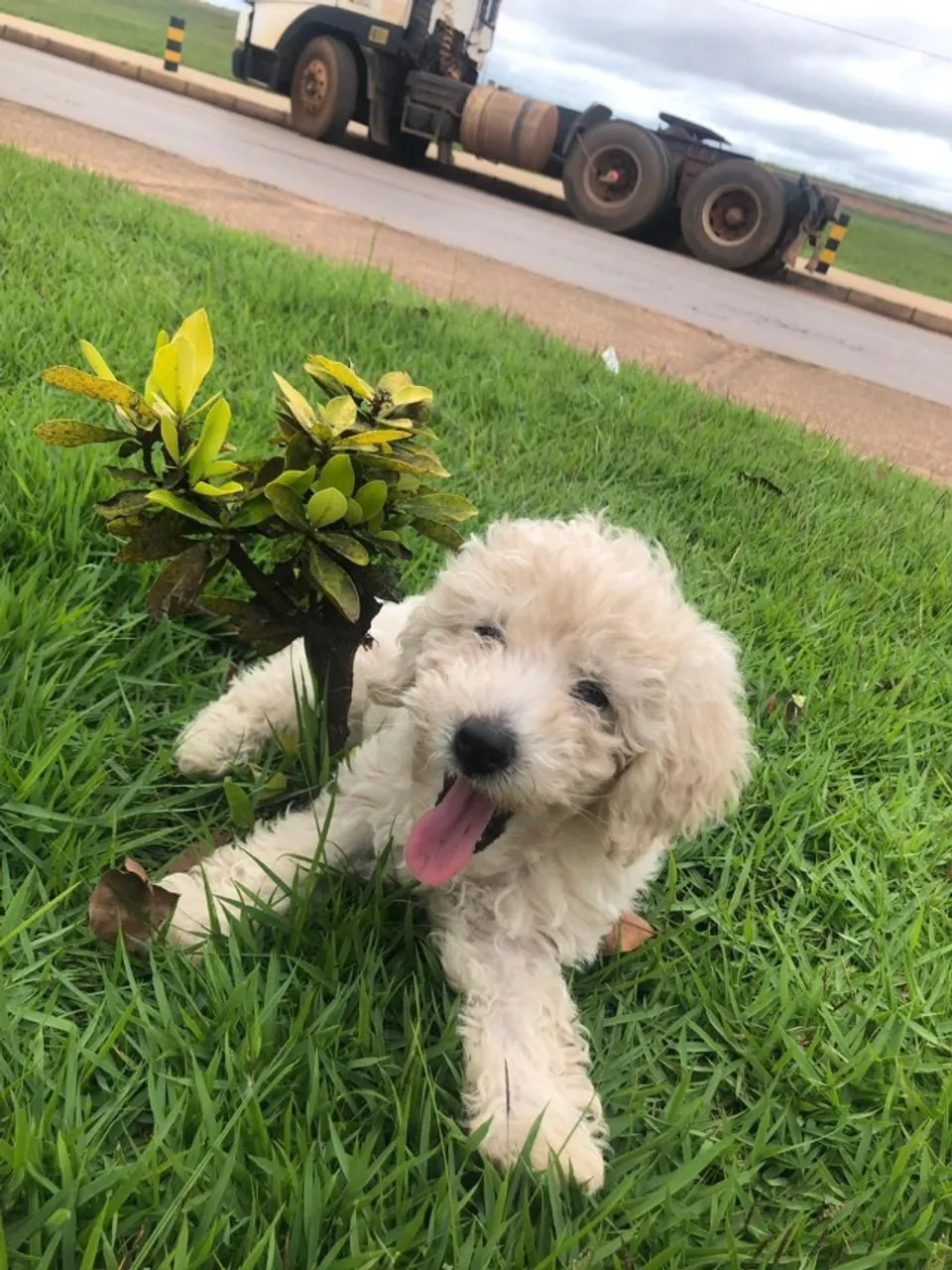 FILHOTE DE POODLE