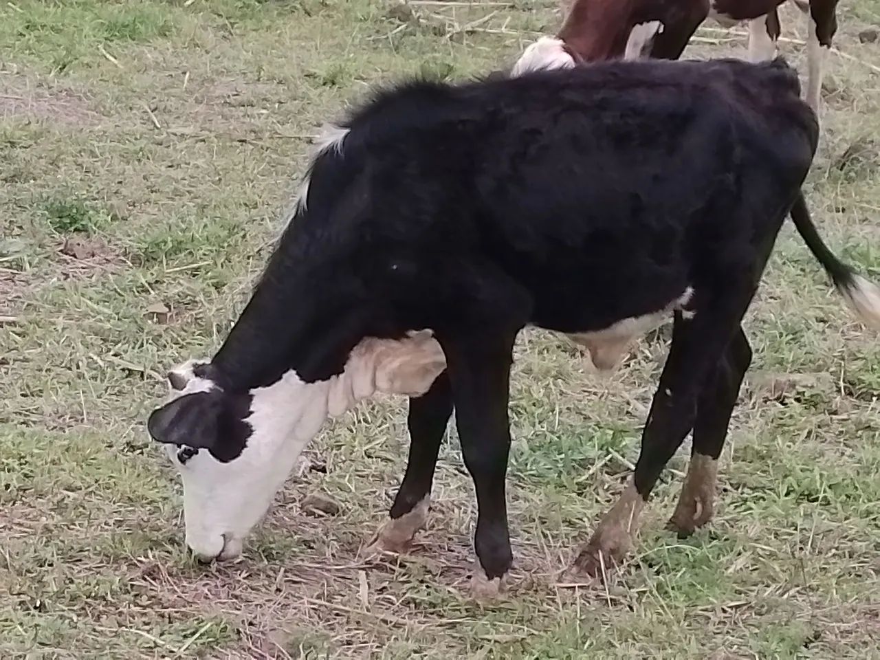 Novilho de um ano e três  meses - Foto 4