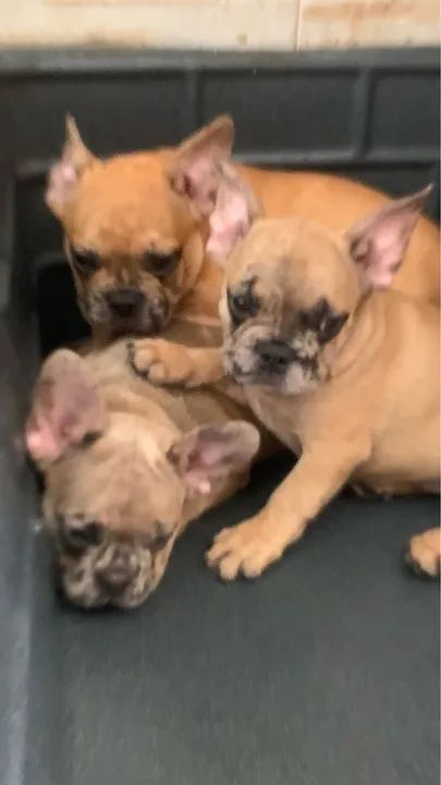 Filhotes de Bulldog Francês merle - Foto 4