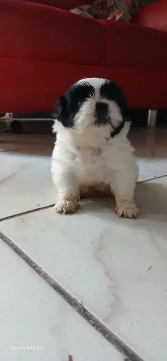 Filhote Shih Tzu - Fofo e Carinhoso