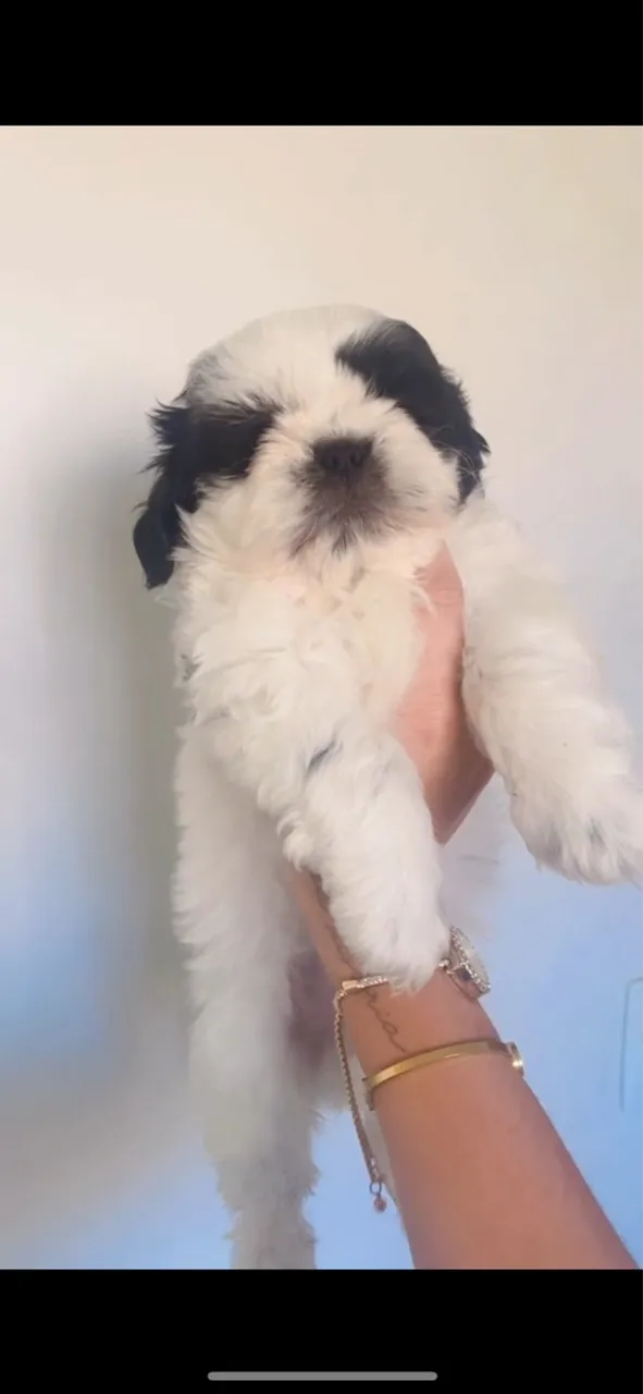 Vendo Shihtzu macho 450