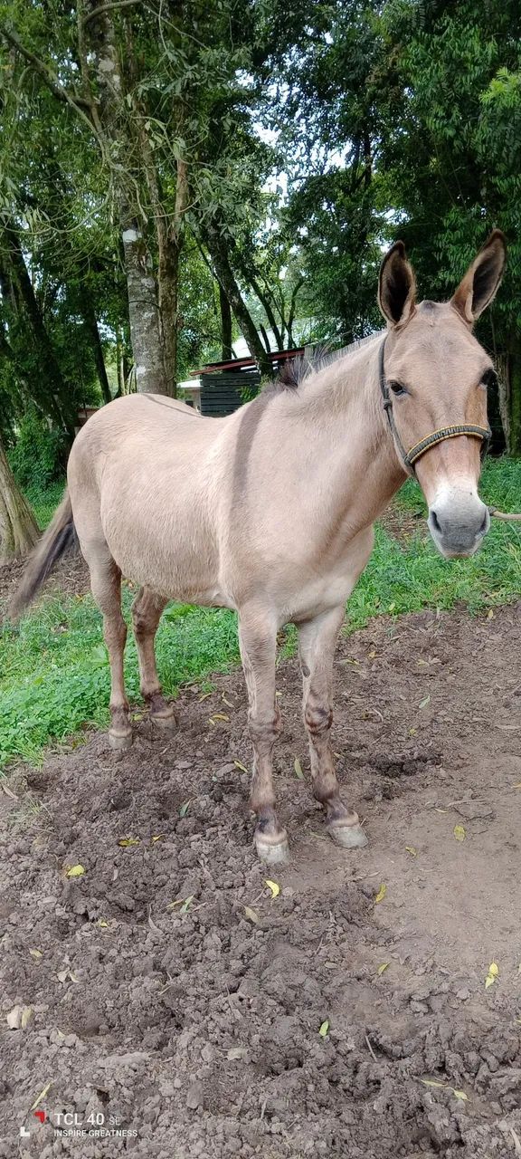 Burro manso - Foto 3