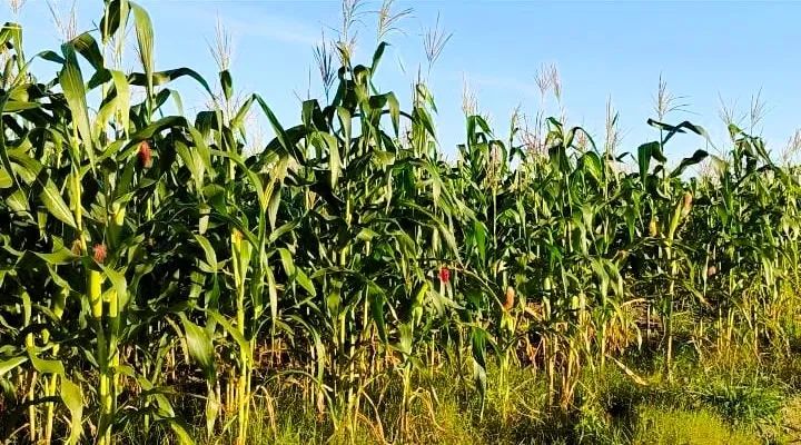 MILHO VERDE FRESCO - DIRETO DA ROÇA PARA SUA MESA! - Foto 5