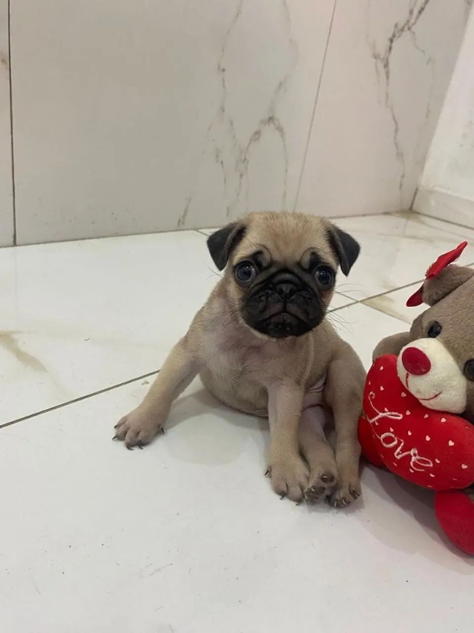 Pug com pedigree, aceito visitação e entrego.  - Foto 4