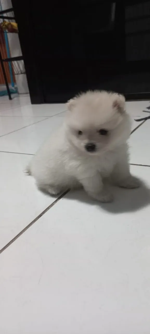 Spitz alemão fêmea