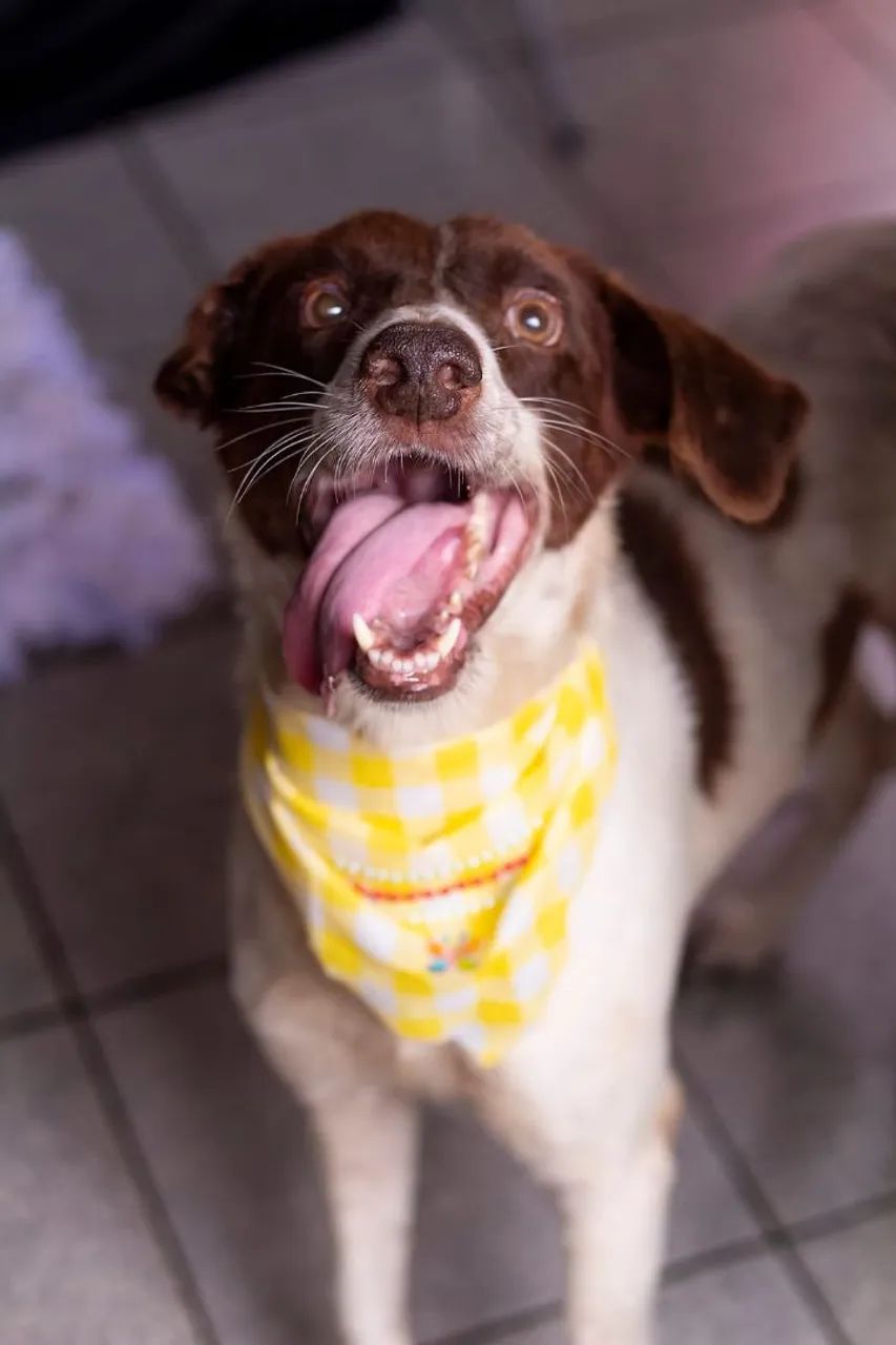 Cachorrinho para adoção 