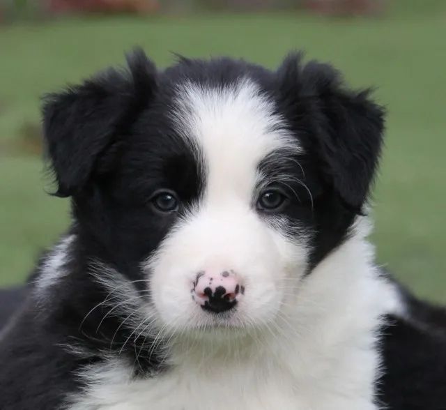 chihuahua femea mais fofa do pedaço.