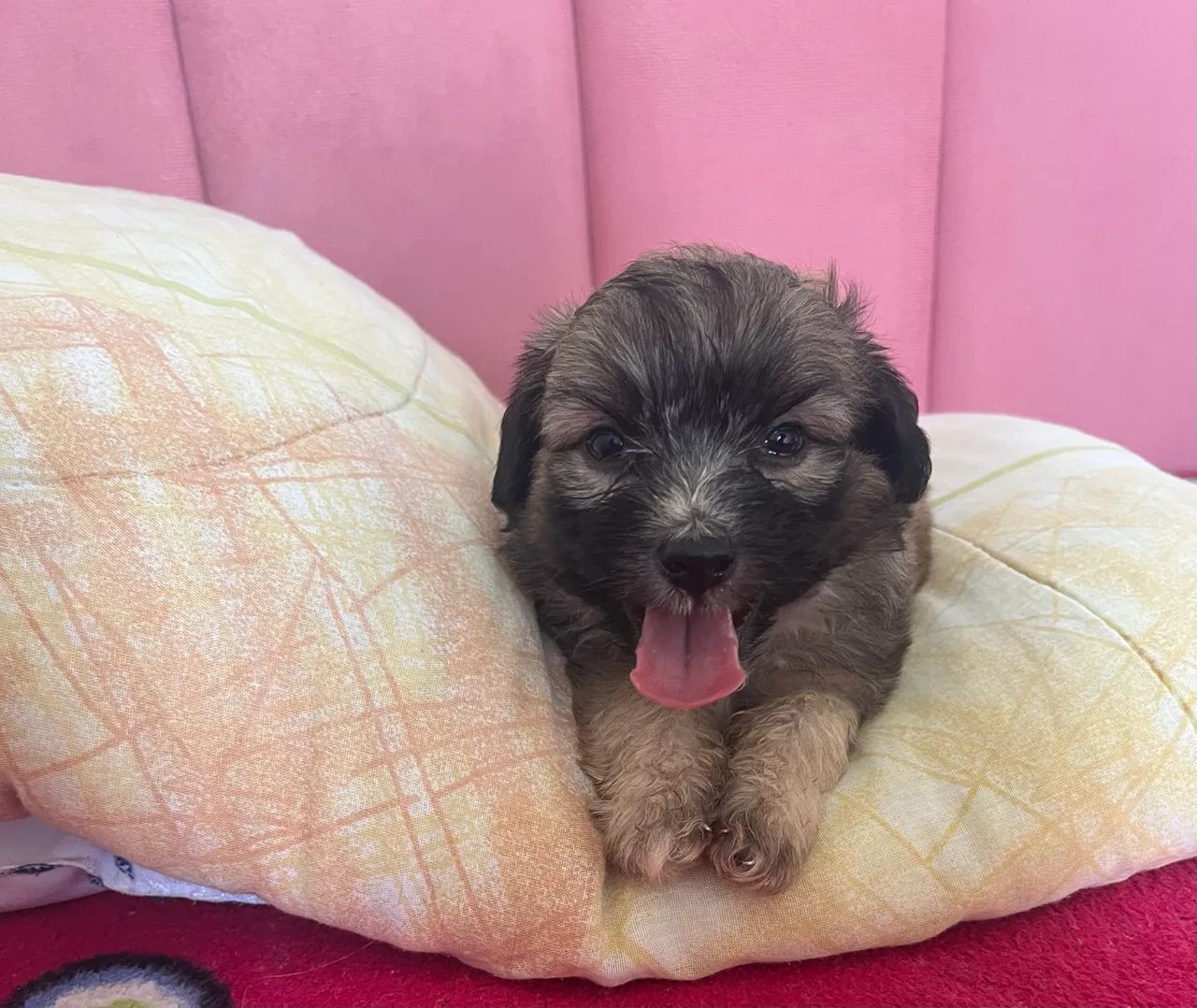 Shih tzu filhote  - Foto 2