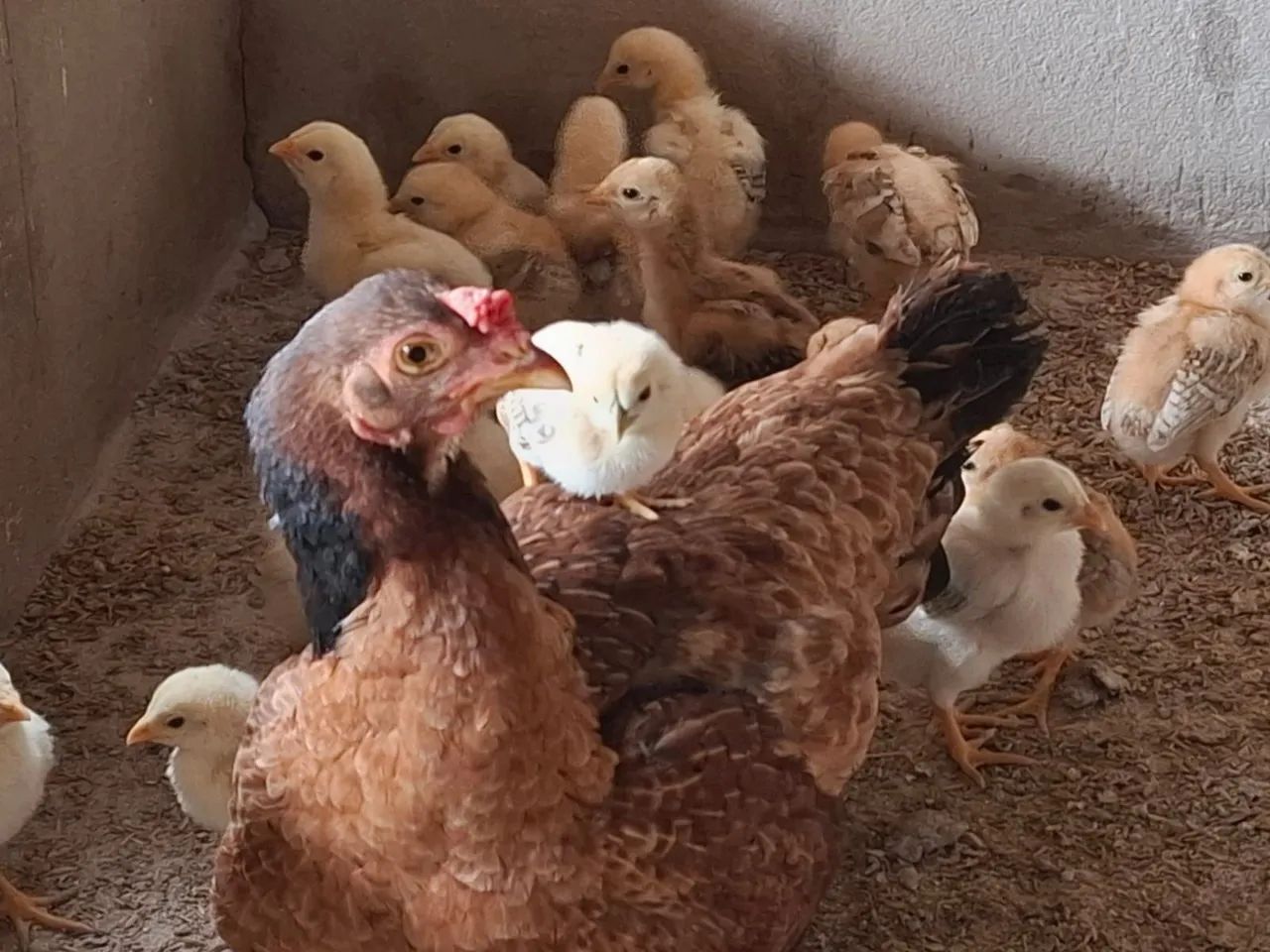 Pintinho e Galinha Caipira - Foto 3