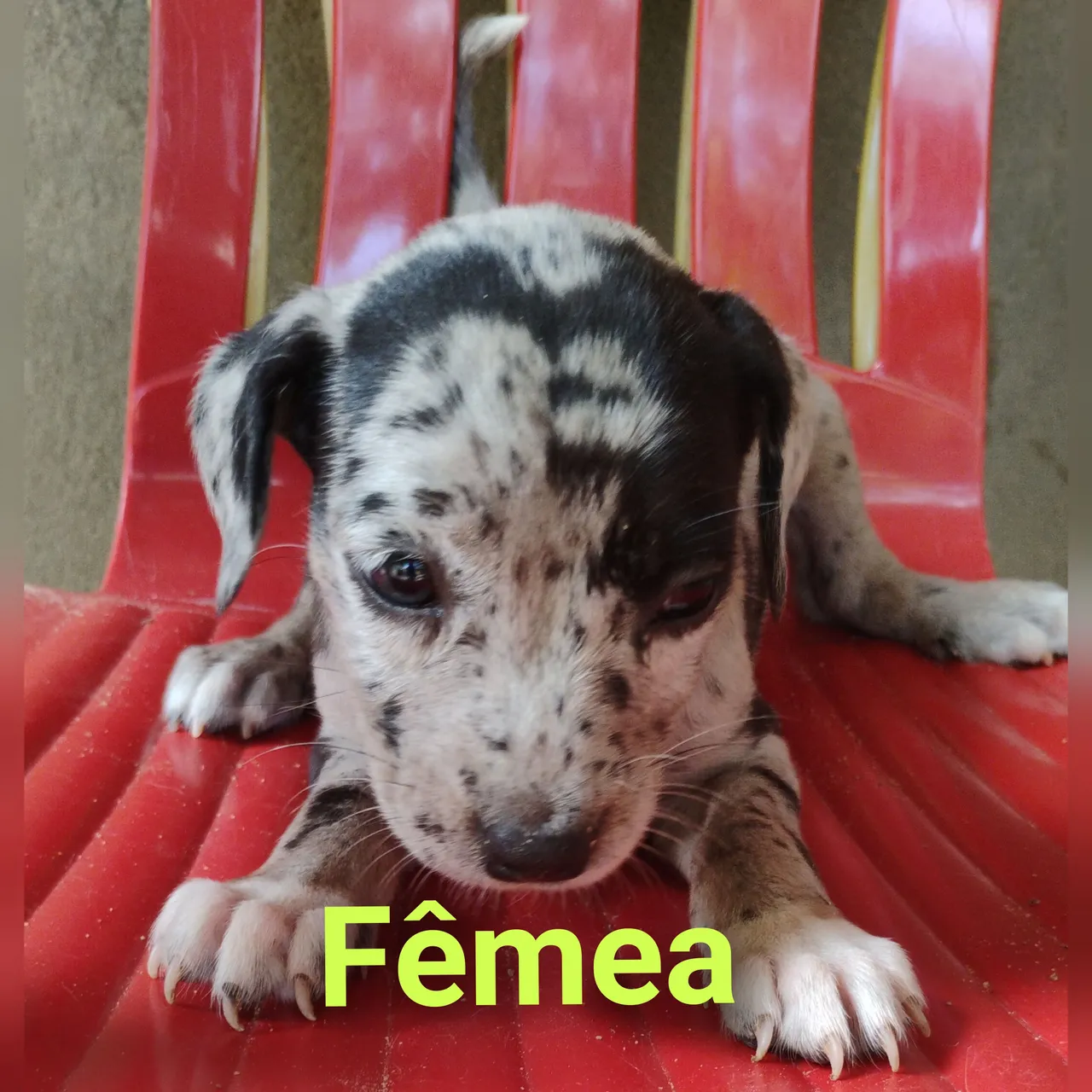 Doação de filhote