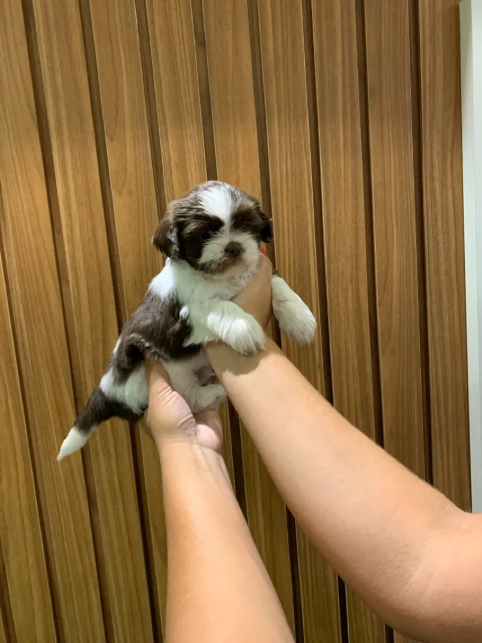 Filhote Shih Tzu Macho - Pelúcia de 4 Patas