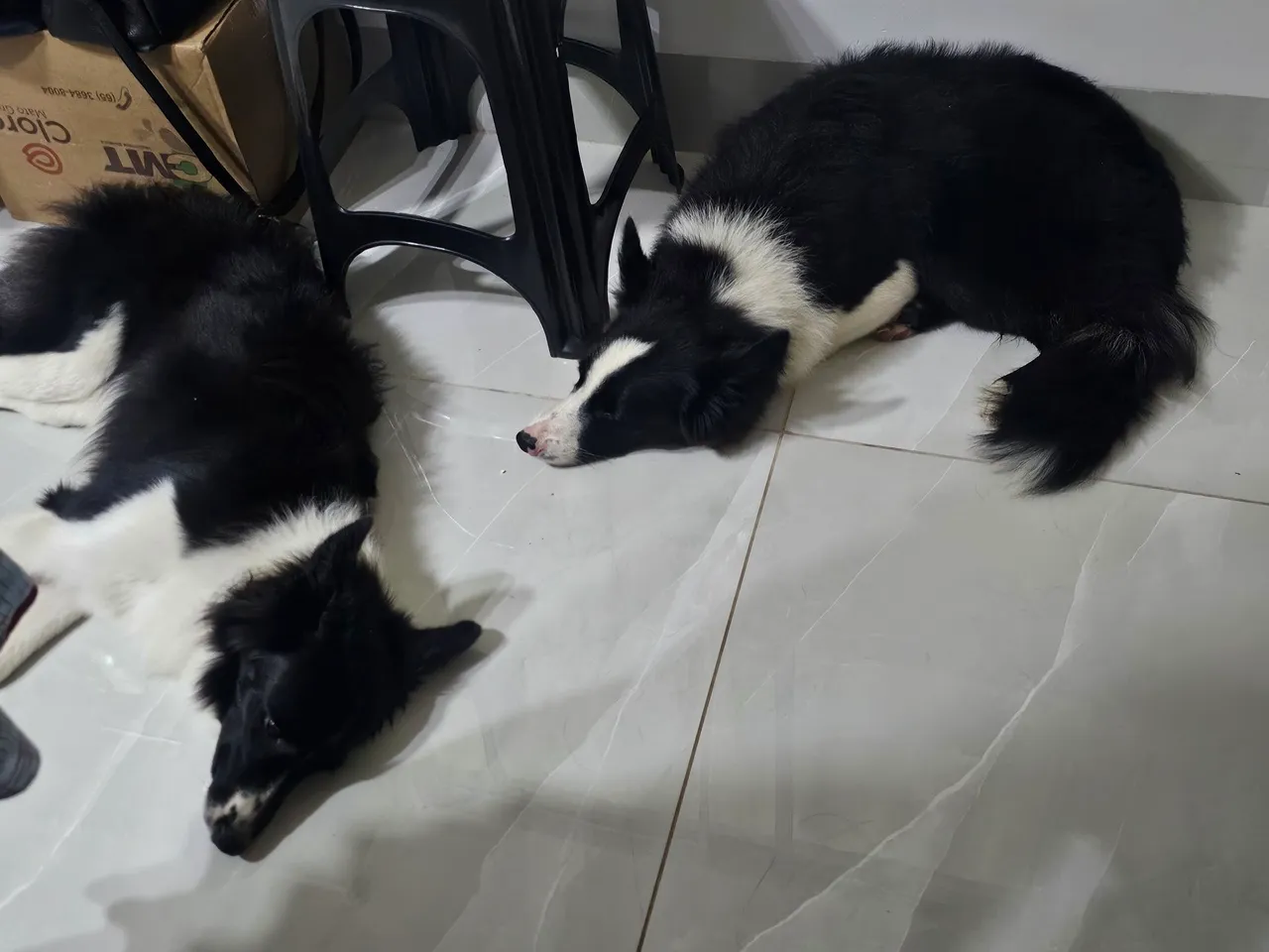 Border Collies Lindos para Venda