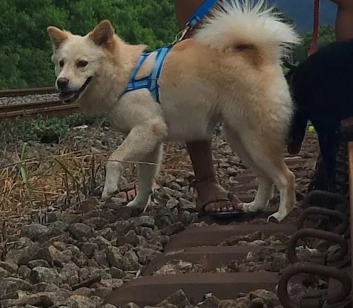 Cachorro de porte médio para adoção