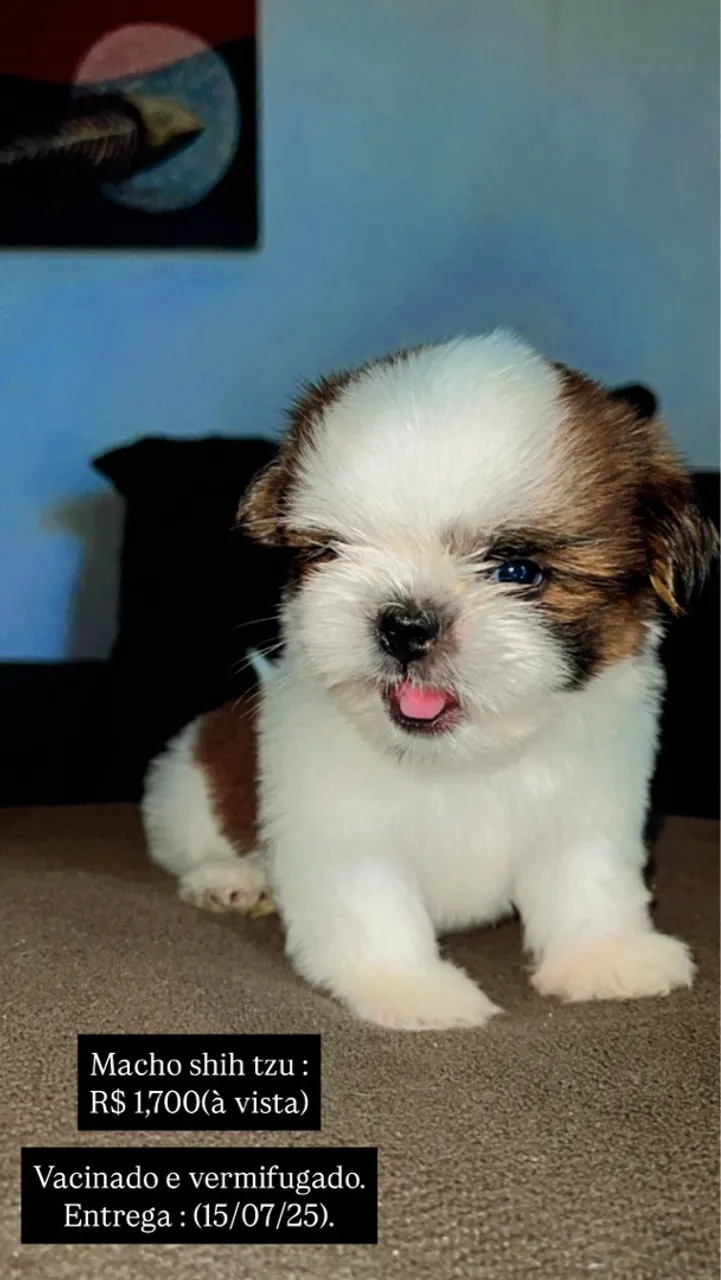 Filhote Macho Shih Tzu - Vacinado e Vermifugado