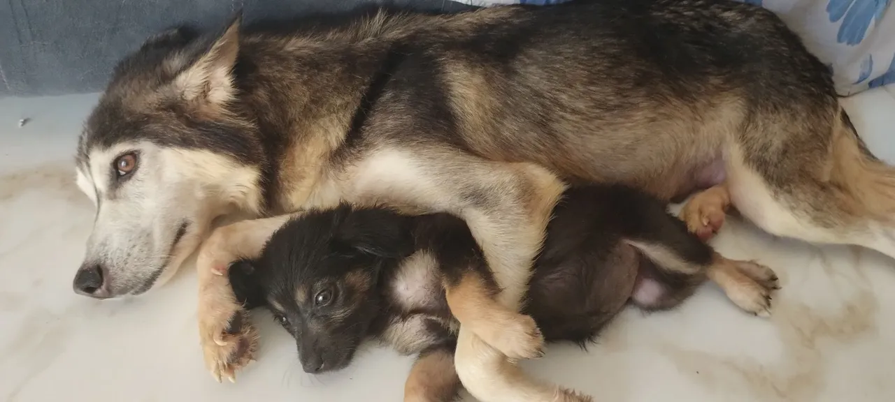 Filhote de mistura de husky com vira lata