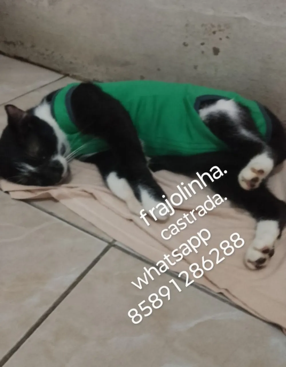 Gatinha Frajolinha para adoção