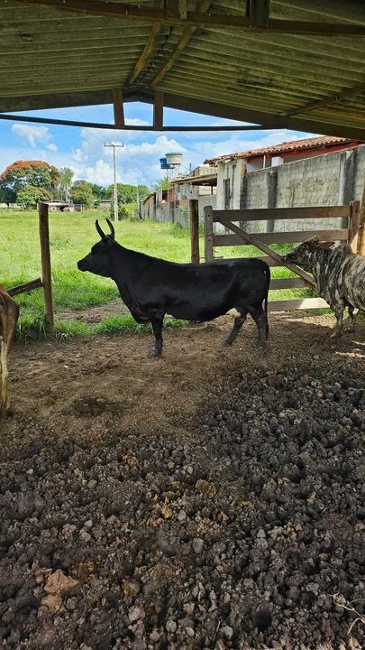 Mini vaca de exposição  - Foto 3