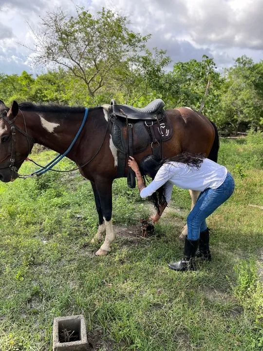 Mangalarga Marchador  - Foto 3