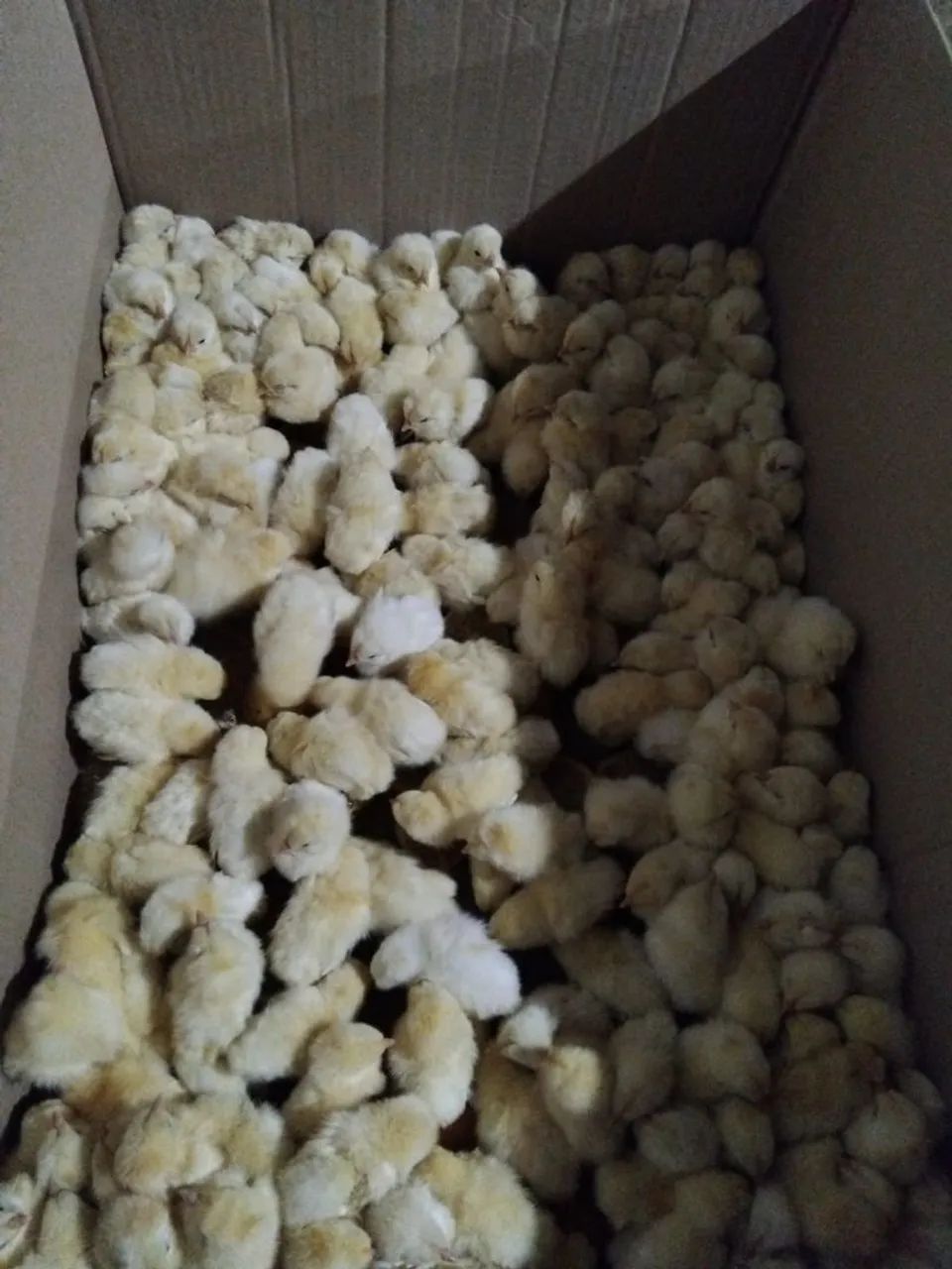 Pintinhos de um dia , poedeira para venda - Foto 2